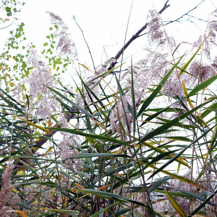 Le chevalier guignette
