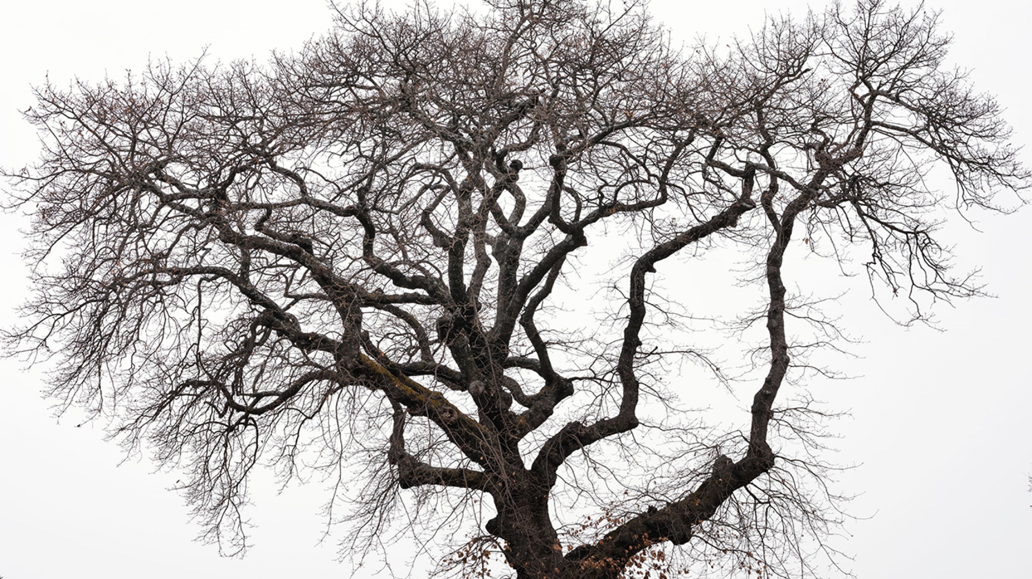 Saint-Auban, l'étrange poésie